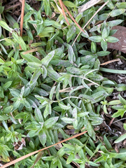 Chevreulia acuminata