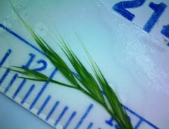Festuca sciurea