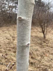 Populus tremuloides