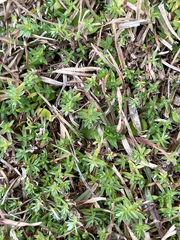 Chevreulia acuminata