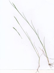 Festuca sciurea