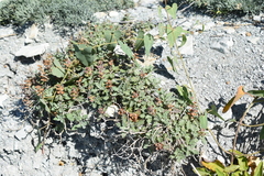 Scutellaria novorossica