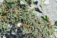 Scutellaria novorossica
