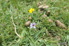 Sisyrinchium platense