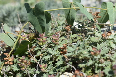 Scutellaria novorossica