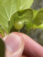 Dryocosmus quercusnotha