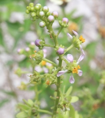 Mascagnia jamaicensis