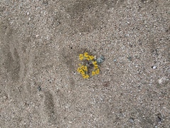 Eriophyllum pringlei