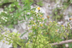 Mascagnia jamaicensis