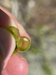 Dryocosmus quercusnotha