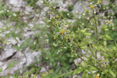Mascagnia jamaicensis