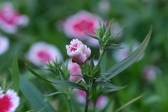Dianthus chinensis × barbatus