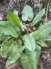 Rumex obtusifolius obtusifolius