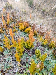 Austrolycopodium fastigiatum (Austrolycopodium fastigiatum)