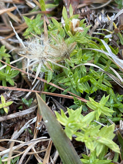 Chevreulia acuminata