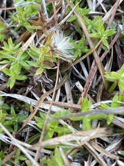 Chevreulia acuminata