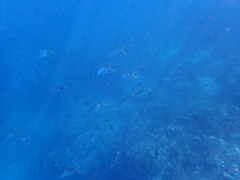 Trachinotus rhodopus