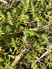 Chevreulia acuminata