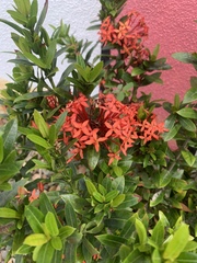 Ixora coccinea