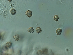 Thelephora terrestris