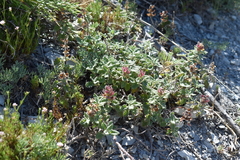 Scutellaria novorossica