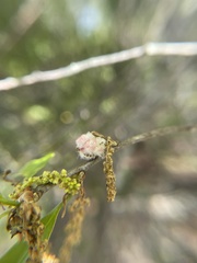 Callirhytis turnerii