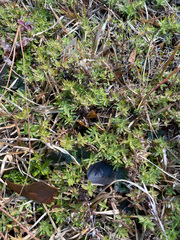 Chevreulia acuminata