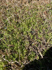 Chevreulia acuminata