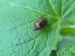 Cosmopepla intergressa