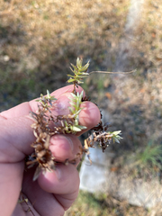 Chevreulia acuminata