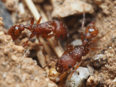 Pogonomyrmex imberbiculus