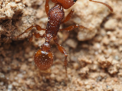 Pogonomyrmex imberbiculus