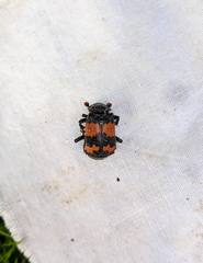Nicrophorus investigator