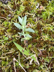 Chevreulia acuminata