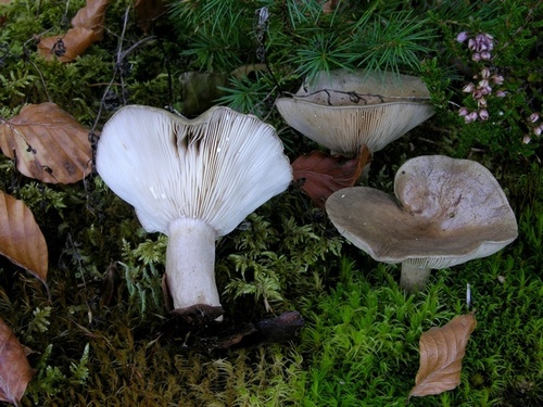 Slimy Milkcap