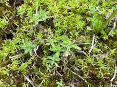 Chevreulia acuminata