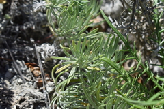 Onosma polyphylla