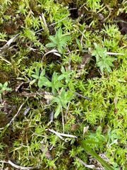 Chevreulia acuminata