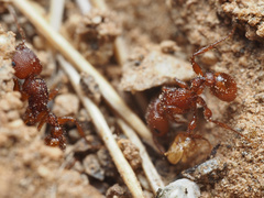 Pogonomyrmex imberbiculus