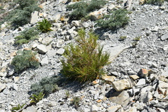 Pinus brutia pityusa