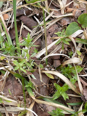 Chevreulia acuminata