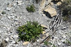 Salvia ringens
