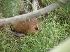Myocastor coypus