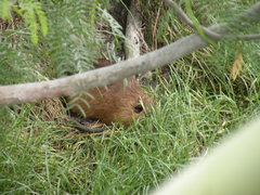 Myocastor coypus