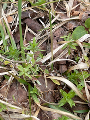 Chevreulia acuminata