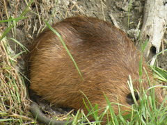 Myocastor coypus