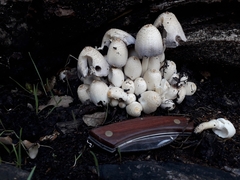 Coprinopsis strossmayeri