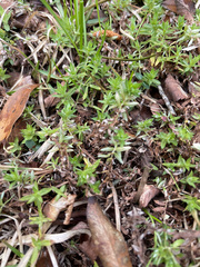 Chevreulia acuminata