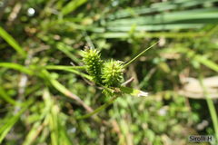 Carex polysticha