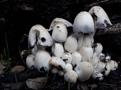 Coprinopsis strossmayeri